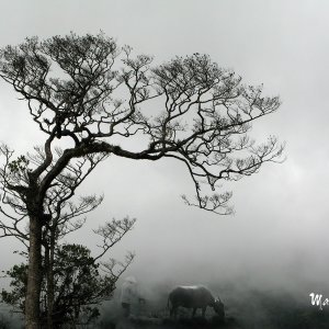 The fatherland image-Photo taken 04th-April-2008 By Mai Loc